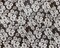 Black-White Poly Floral Printed Chiffon Woven Fabric By the Yard